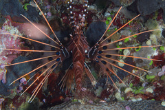 Pterois antennata