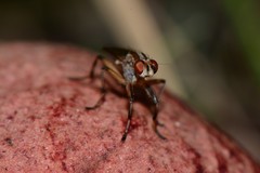 Tapeigaster paramonovi