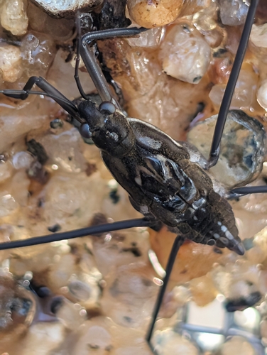 iNaturalist observation photo of Gerrini