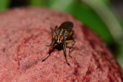 Tapeigaster paramonovi