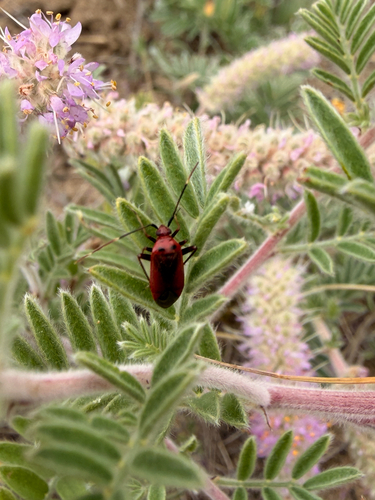 Rapid Plant Bug