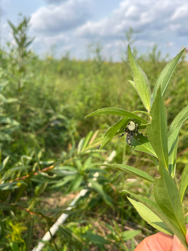 Shamrock Orbweaver