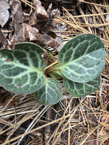white-veined wintergreen