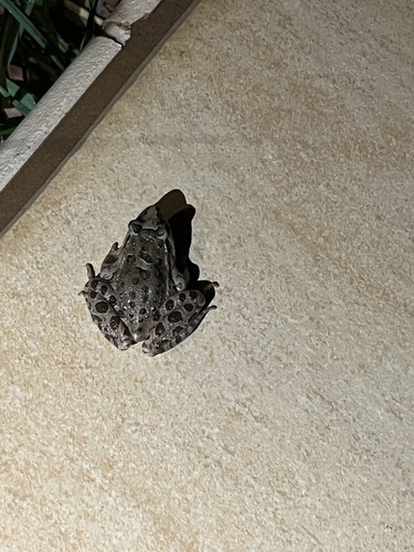 Mediterranean Painted Frog