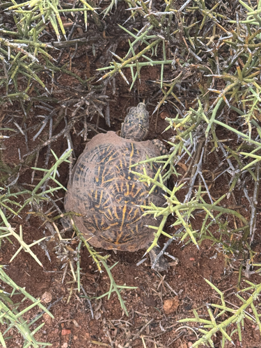 Ornate Box Turtle observed by jmariek41