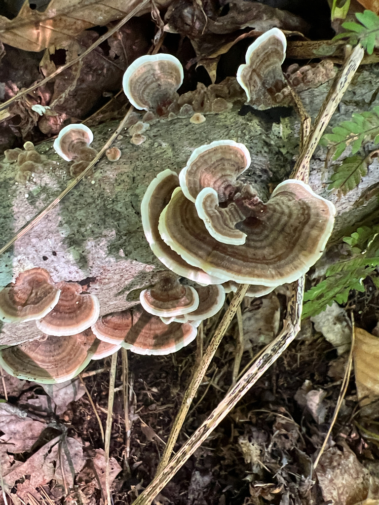 turkey-tail · August 2026 · photo: Photo: (c) Ben Lyle Bedard, some rights reserved (CC BY) · iNaturalist