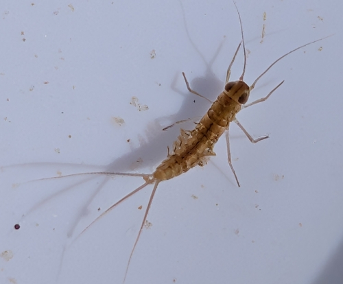 iNaturalist observation photo of Small Mayflies