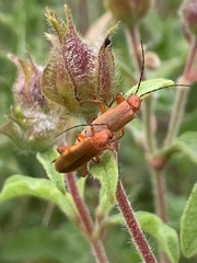Rhagonycha fulvaliena