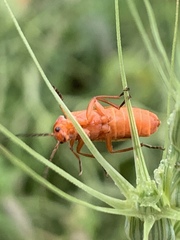 Rhagonycha fulvaliena