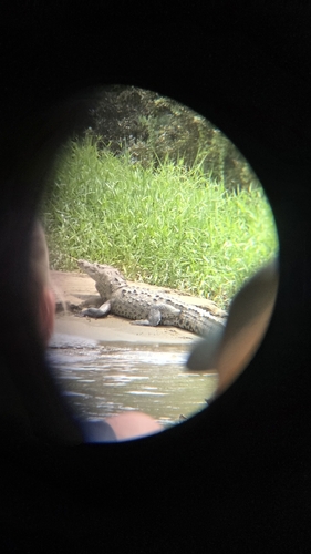 American Crocodile