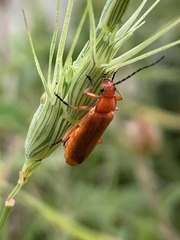 Rhagonycha fulvaliena