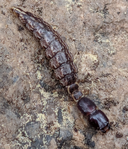 iNaturalist observation photo of Raphidiina