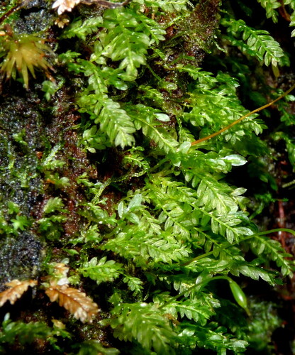 Rhizogonium distichum observed 2026-08-06