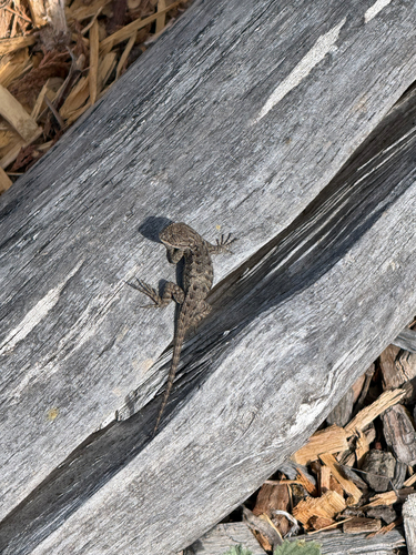Western Fence Lizard observed by bionaber
