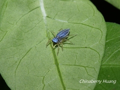 Phintella bifurcilinea