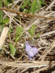 Viola mirabilis