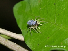 Phintella bifurcilinea