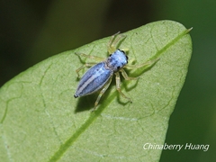 Phintella bifurcilinea