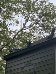 Columba livia domestica