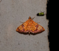 Hyalobathra