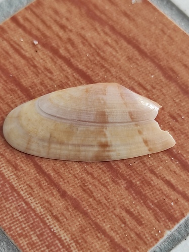 Donax variegatus, 2026-08-12