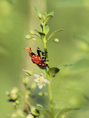 Kalidasa lanata