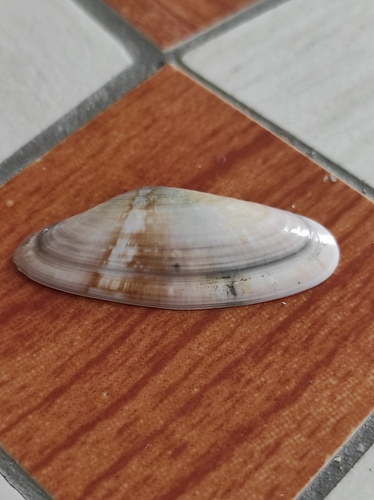 Donax variegatus, 2026-08-12