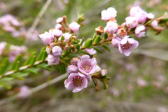 Thryptomene