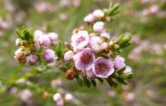 Thryptomene