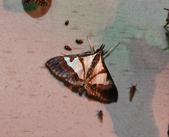 Dausara
