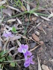 Viola collina