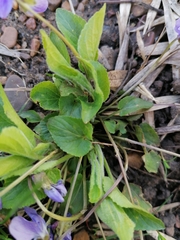 Viola collina
