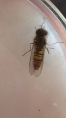 Episyrphus balteatus