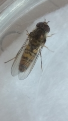 Episyrphus balteatus