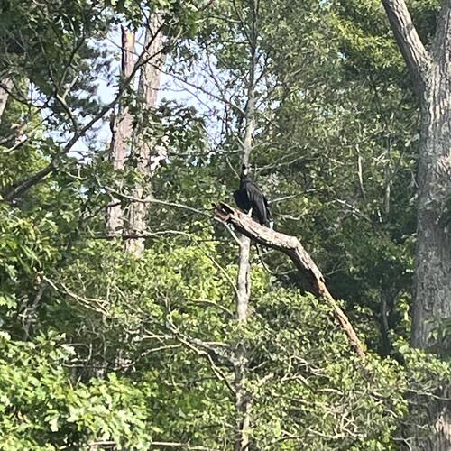 Black Vulture observed by chloroxiphite