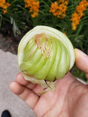 Dillenia philippinensis