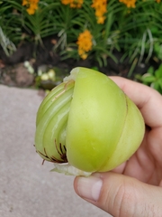 Dillenia philippinensis