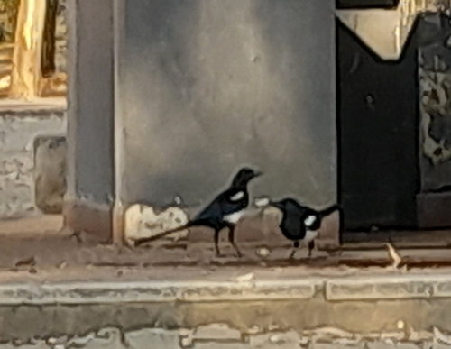 Eurasian Magpie