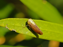 Tartessini