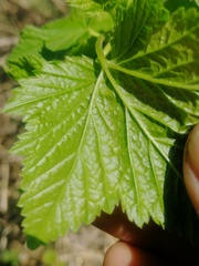 Ribes atropurpureum