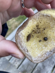 Porcellio scaber