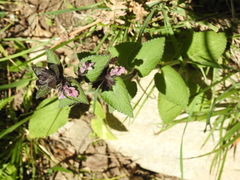 Stachys alpina