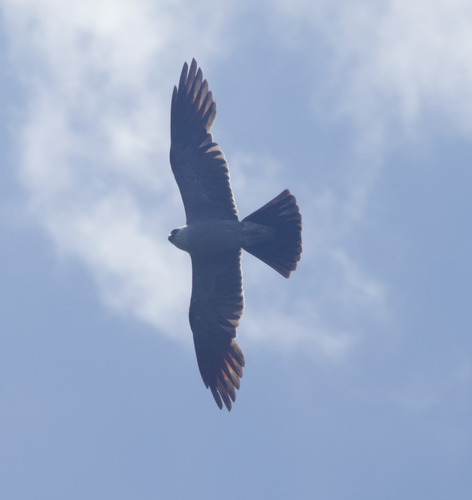 Mississippi Kite observed by alexandriaaaron