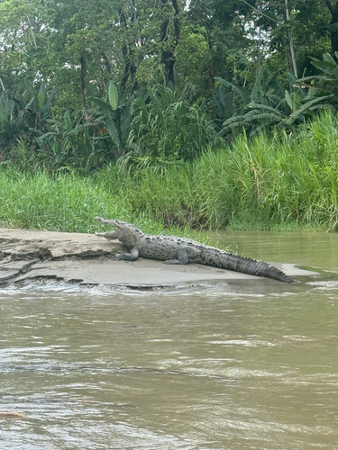 American Crocodile observed by ellamwyatt