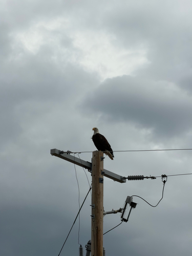 Bald Eagle