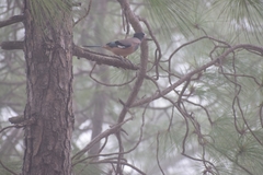 Garrulus lanceolatus