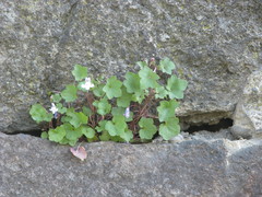 Cymbalaria muralis