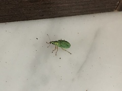 Polydrusus formosus
