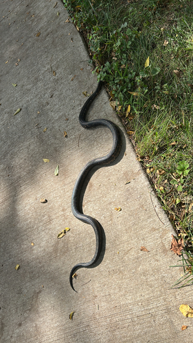 Western Ratsnake observed by mdhill9