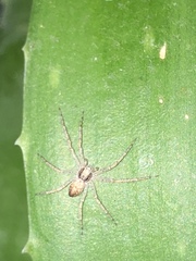 Philodromus dispar